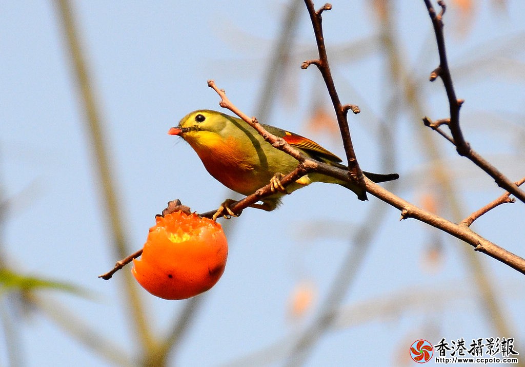 DSC_2565vv.jpg