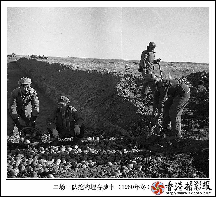二场三队挖沟埋存萝卜  60年以前.jpg