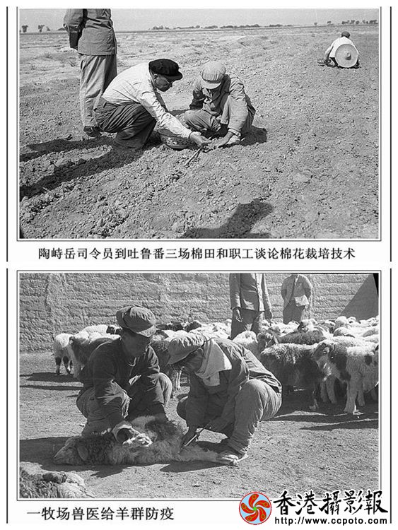 陶峙岳司令员到吐鲁番三场棉田和工人谈论棉花定苗问题.jpg