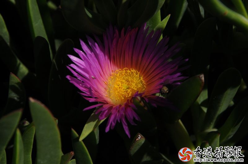 花卉小品