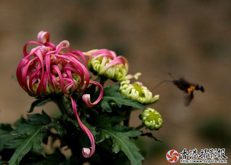 菊花1.jpg
