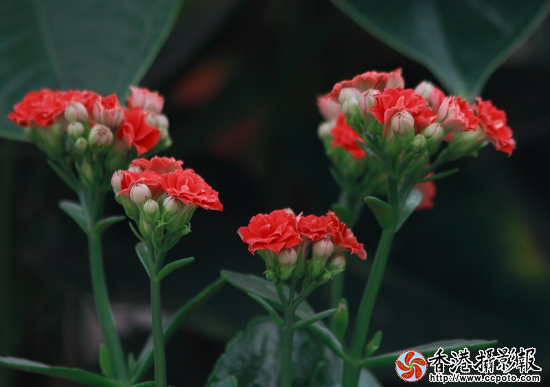 小花3.jpg