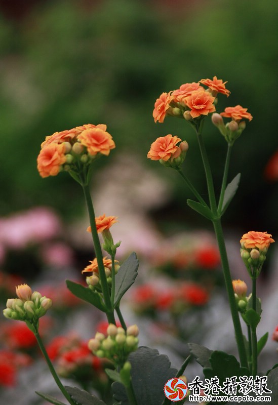 小花2.jpg