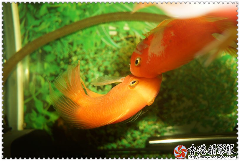 DSC00567_副本.jpg