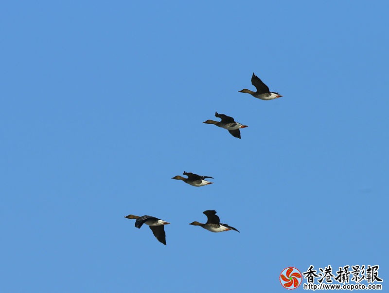 _46R8457_副本.jpg