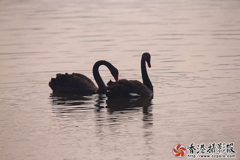 H46R8014_副本.jpg
