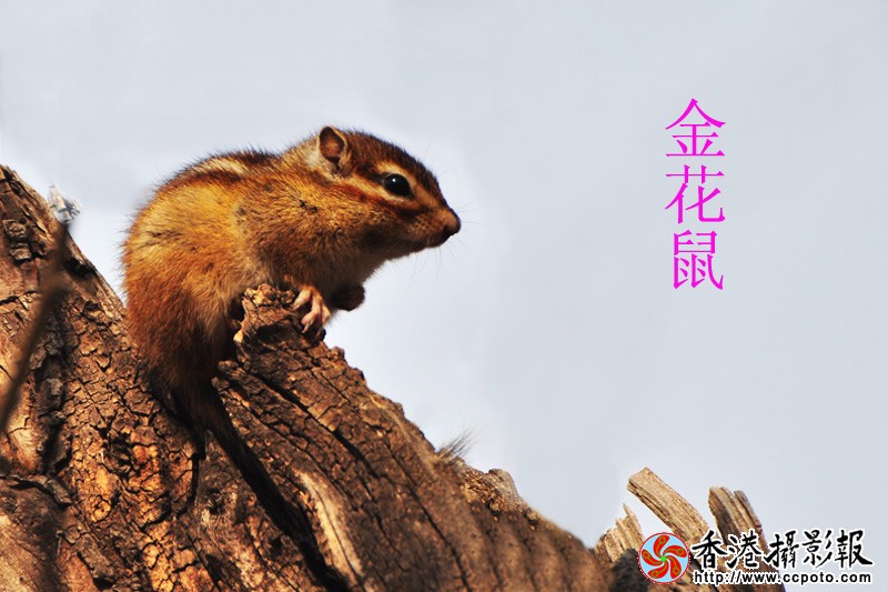 DSC副本_0121.jpg