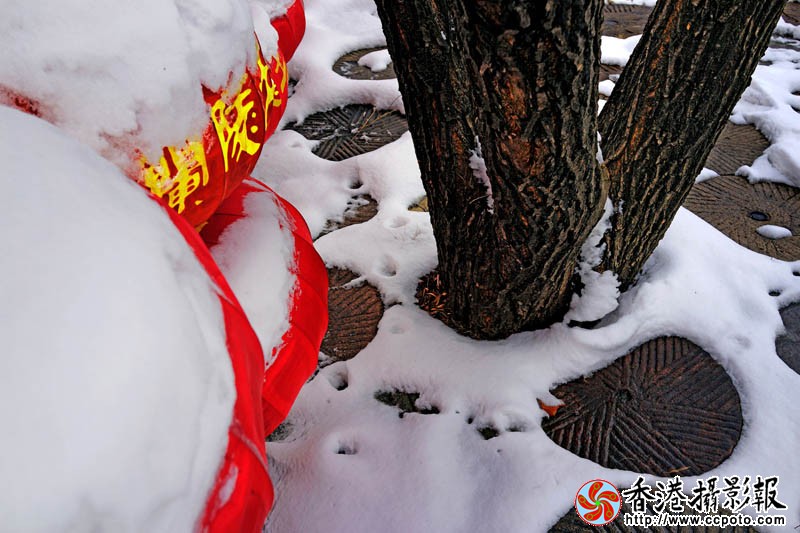 雪里红3..jpg