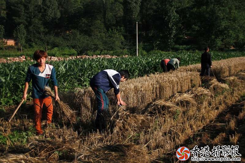 麦收2.JPG