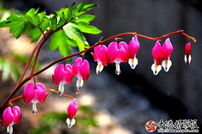 DSC灯笼花_2601.jpg