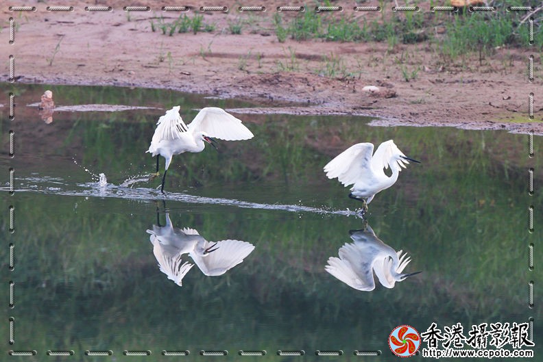 白鹭8_副本.jpg
