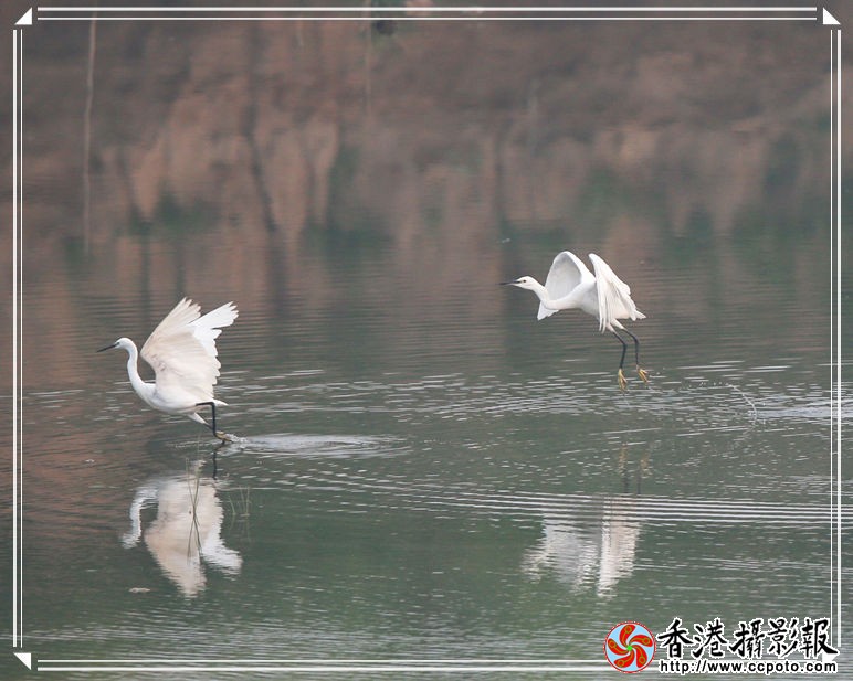 白鹭2_副本.jpg