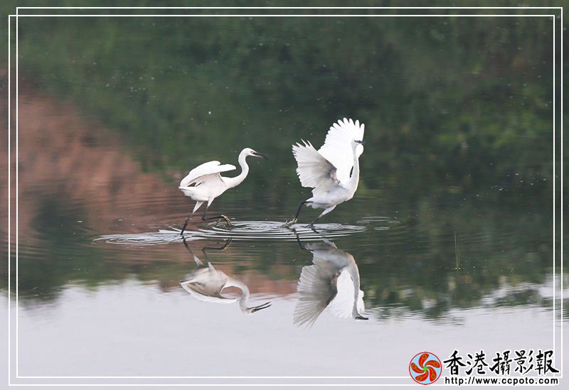 白鹭6_副本.jpg