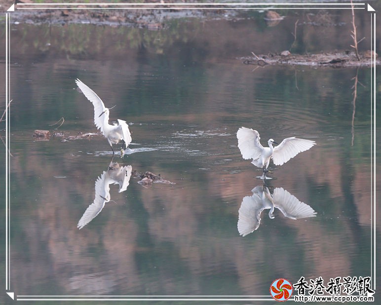 白鹭7_副本.jpg