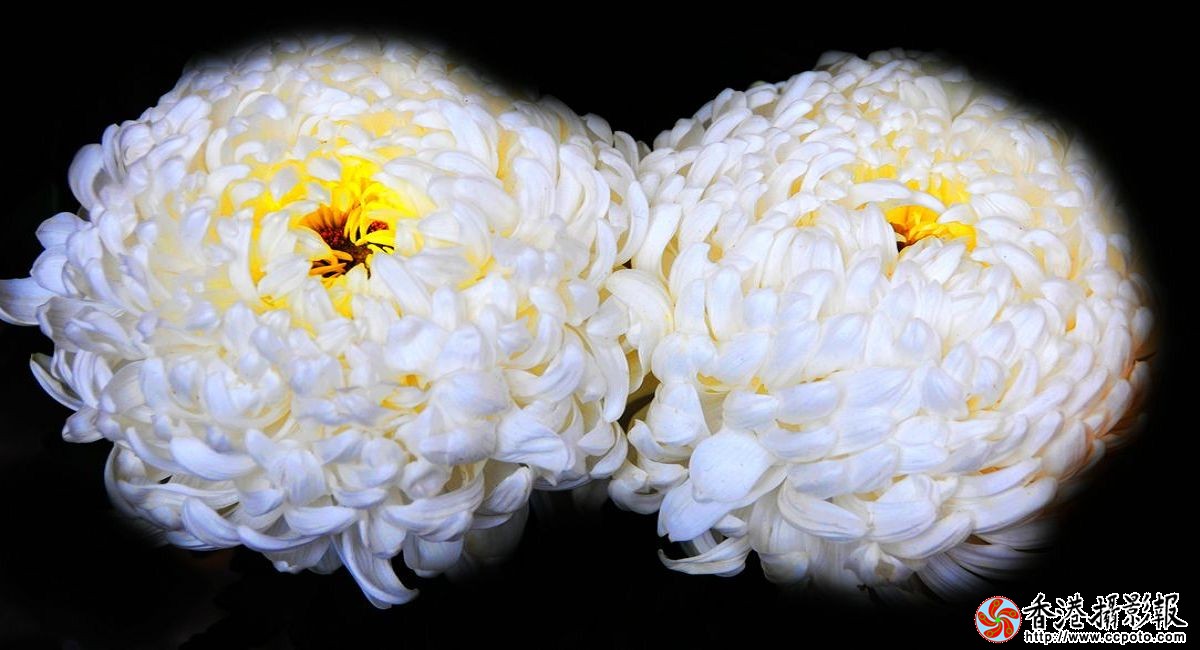 双菊