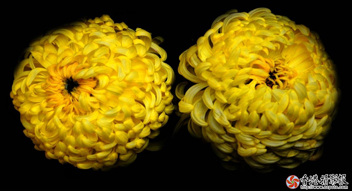 双菊