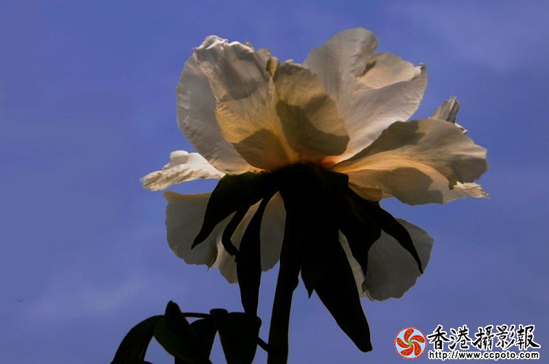 蓝天映牡丹
