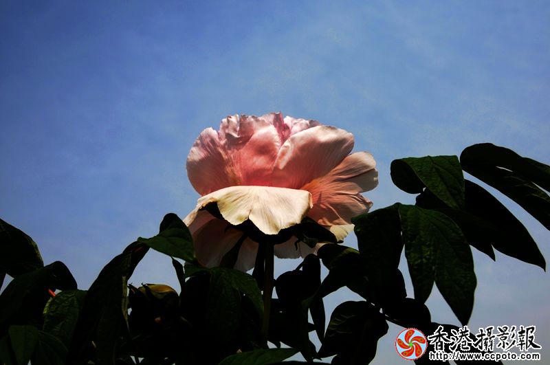 蓝天映牡丹