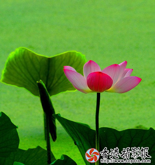 荷花1__副本.jpg