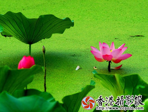 荷花2__副本.jpg