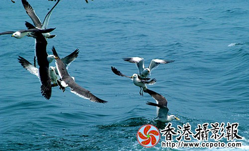 DSC_7939a_副本.jpg