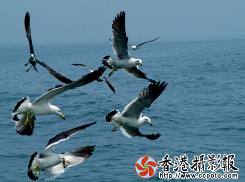 DSC_7901a_副本.jpg