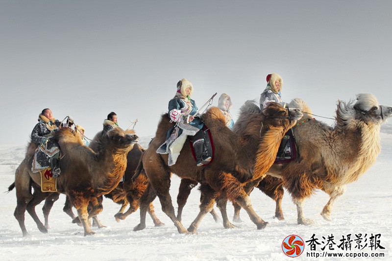 骆驼三aa.jpg