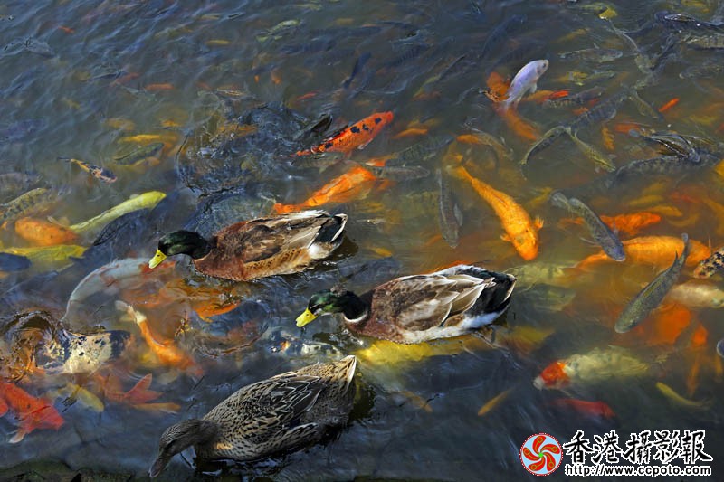 鸳鸯戏金鲤1..jpg