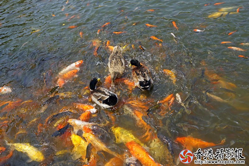 鸳鸯戏金鲤2..jpg