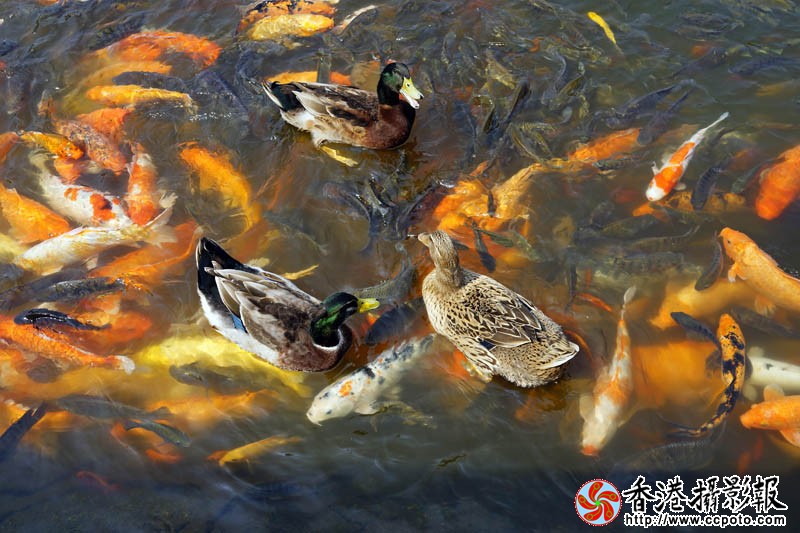 鸳鸯戏金鲤3..jpg