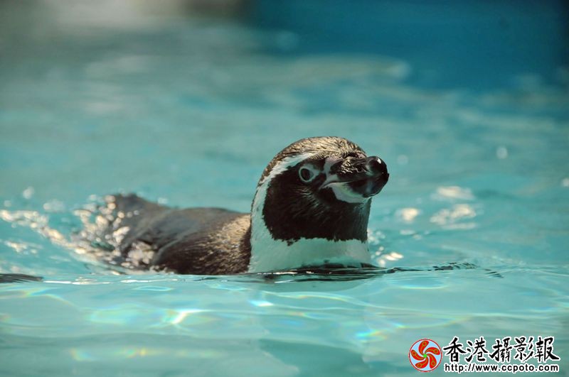 企鹅畅游