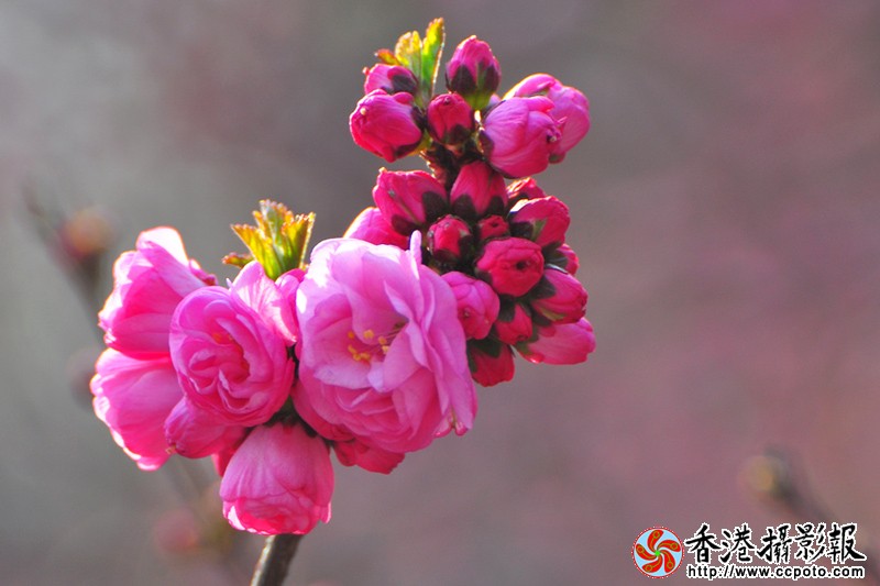 DSC副本_0280.jpg