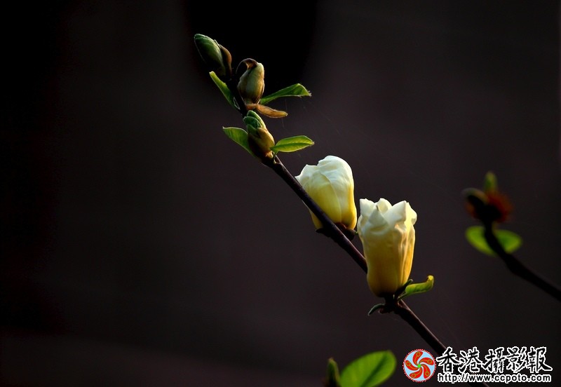 黄玉兰.jpg