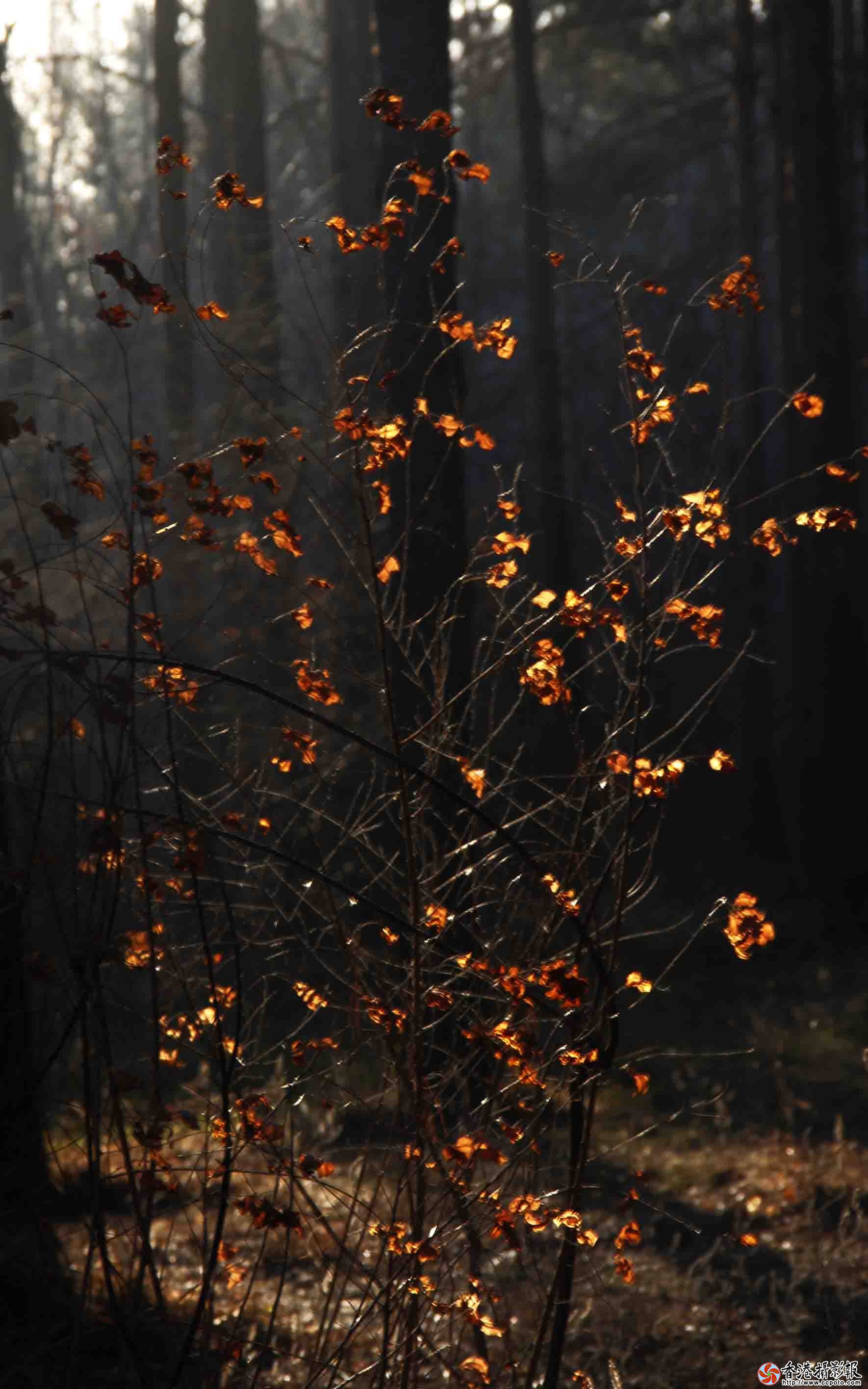 _MG_5143.jpg