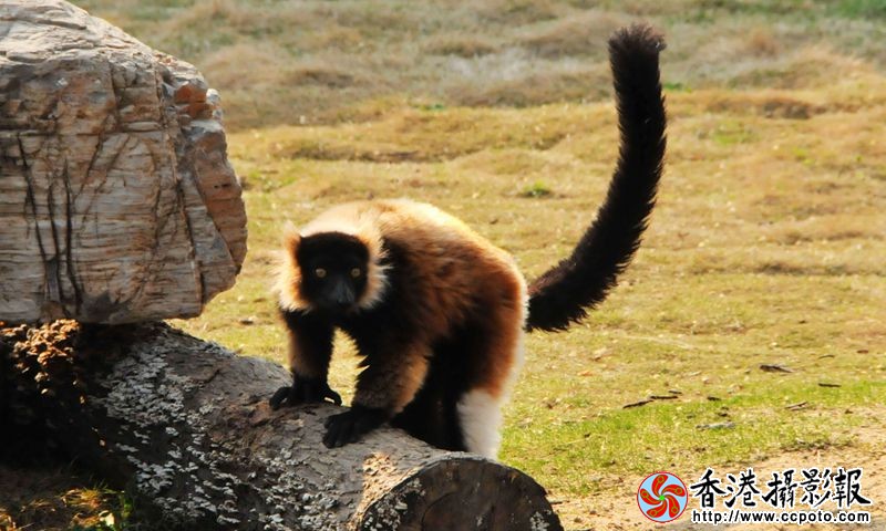 斑狐猴