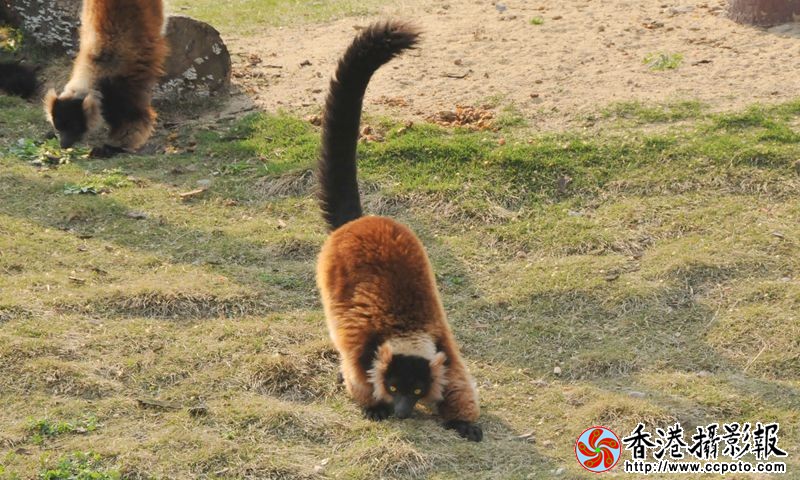 斑狐猴