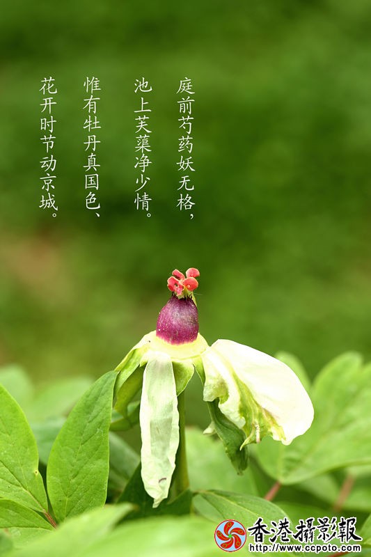 赏牡丹_副本.jpg