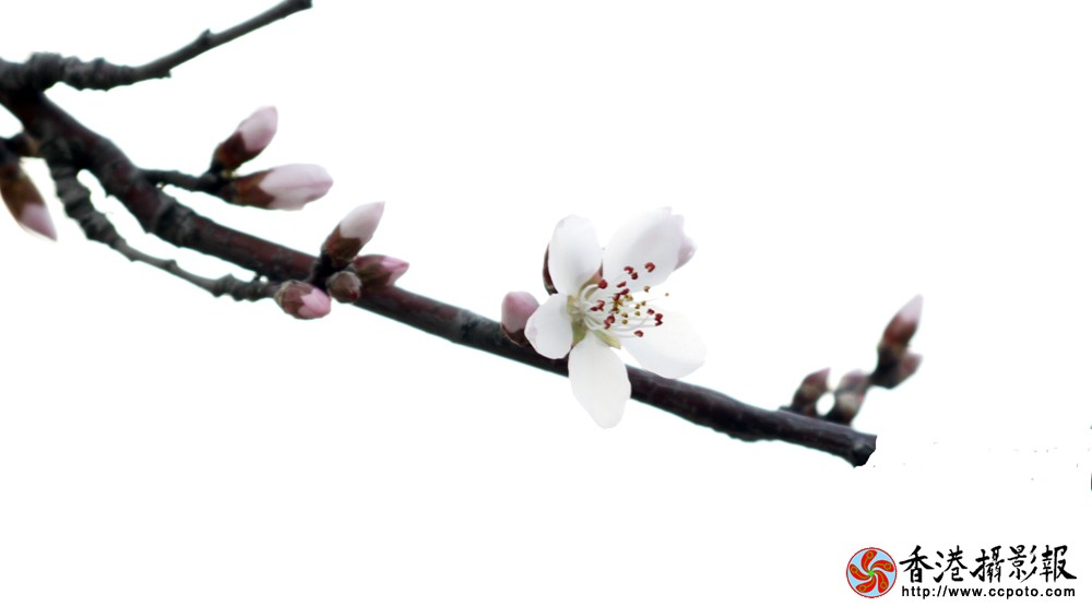 _MG_5323.jpg