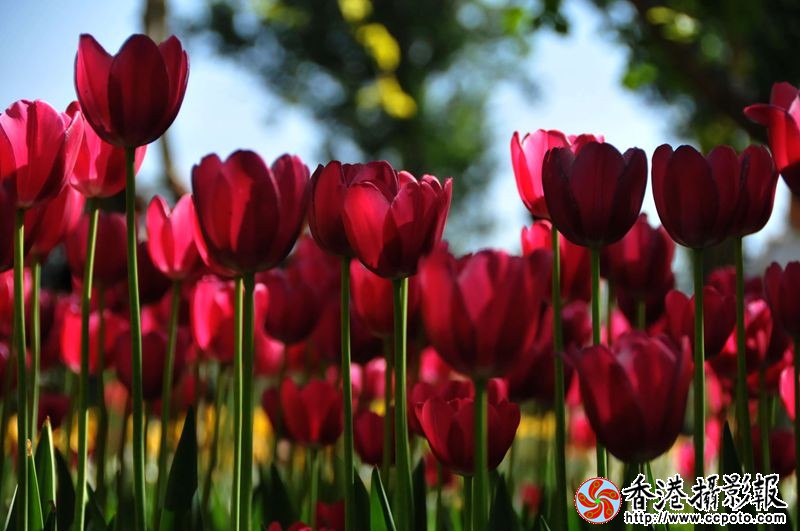 迷人的郁金香