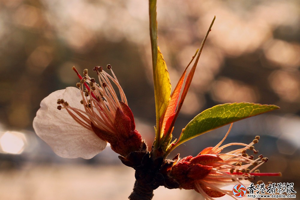 _MG_5555.jpg