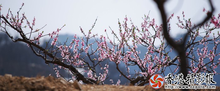 桃花盛开的地方.jpg