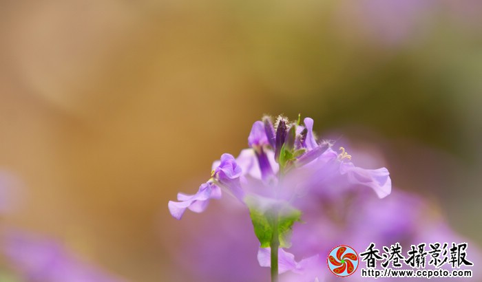 精彩绽放.jpg