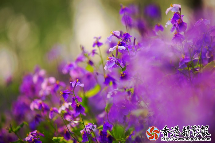 姹紫嫣红.jpg