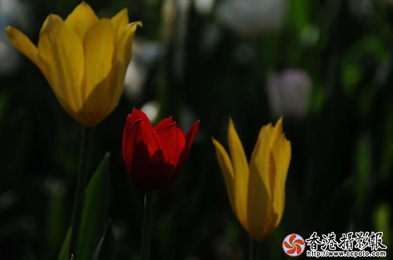 迷人的郁金香