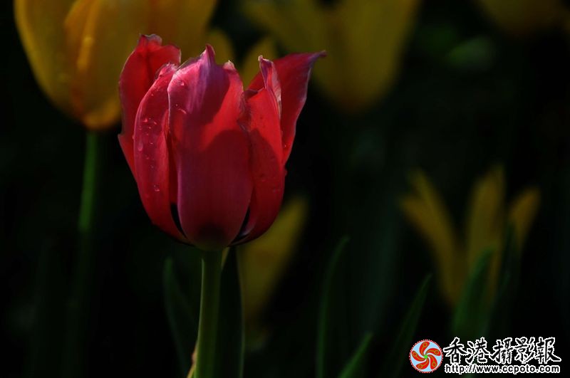 迷人的郁金香