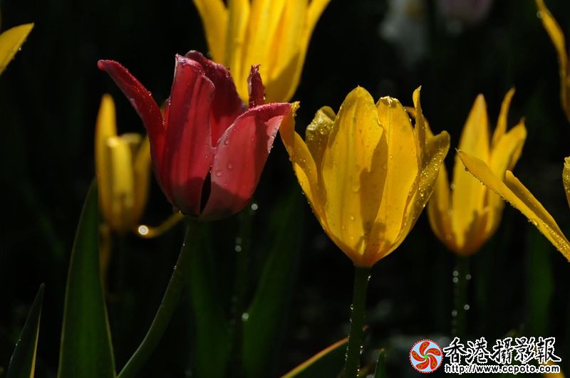 迷人的郁金香