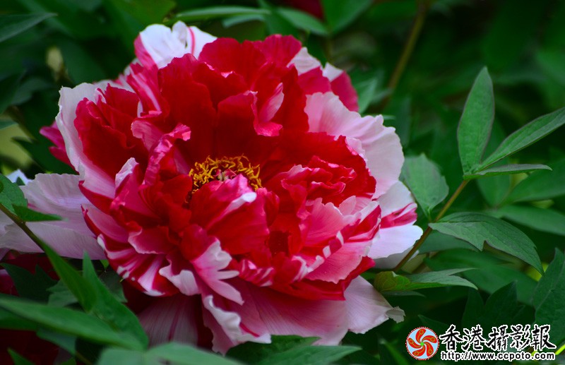DSC副本_7477.jpg