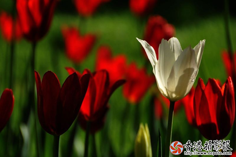 迷人的郁金香