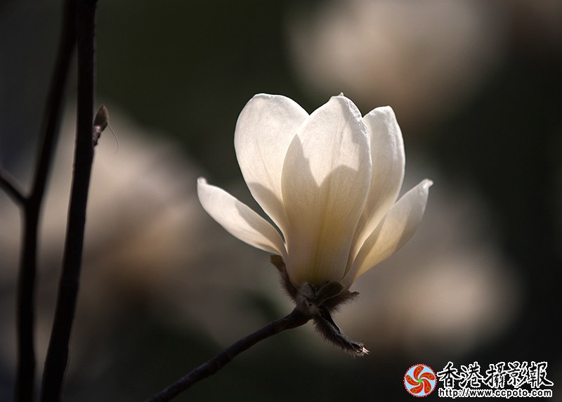 _MG_8720皎洁的美.jpg