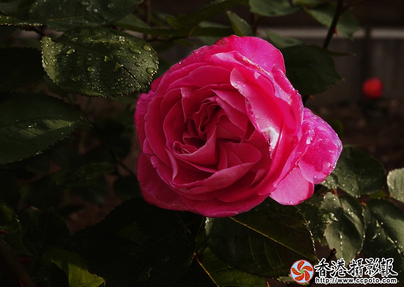 _MG_0945月季花红1.jpg